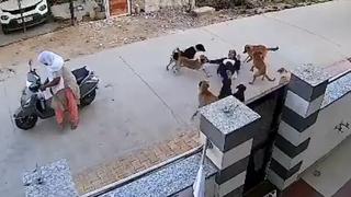 Jovem de 18 anos é atacada por matilha de cães em Alwar, na Índia