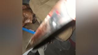 Vídeo de assassinato a facadas leva polícia a prender suspeito em Ipatinga