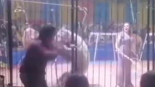 Funcionário de circo perde o braço após ataque de tigre no Egito