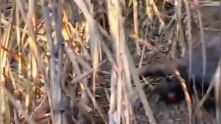 Corpo em decomposição é encontrado em área de difícil acesso na zona rural de Moreno -PE