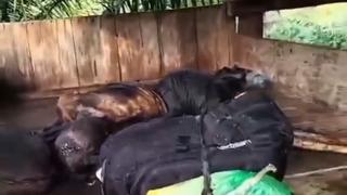 Corpo em decomposição é encontrado em cabana de plantação de palma na Indonésia
