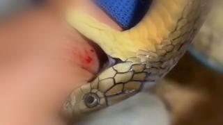 Homem sem noção X cobra furiosa na China