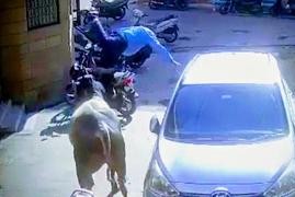 Comerciante morre após ataque de touro em Balotra, na Índia