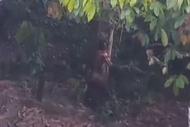 Corpo nu em decomposição é encontrado pendurado em árvore em Camacan