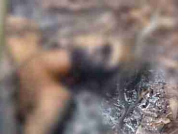 Acusado de matar jovem evangélico é encontrado morto e com o corpo carbonizado no Maranhão